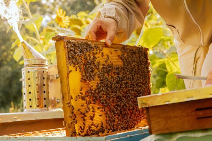 Beekeeping 101: The Equipment and Time Commitment Required