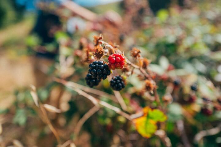 The Joy of Foraging: Identifying Wild Edibles on Your Land