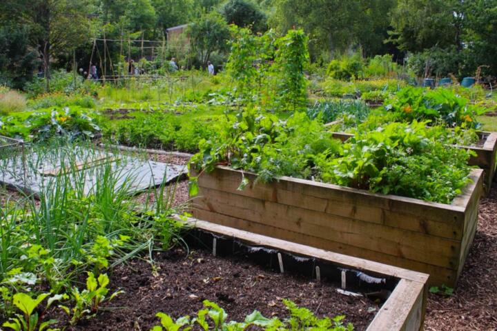 Why Crop Rotation Protects a Garden