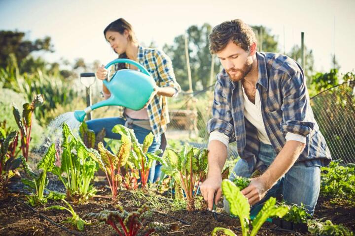 How to Start a Vegetable Garden From Scratch