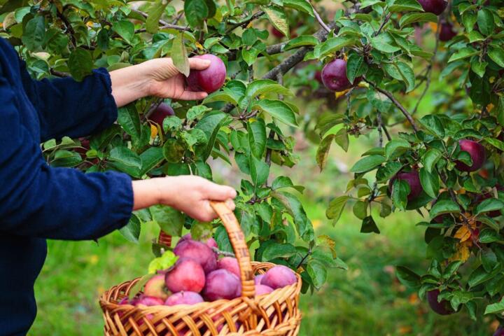 Fruit Tree Orchards: Selecting Varieties for Your Climate